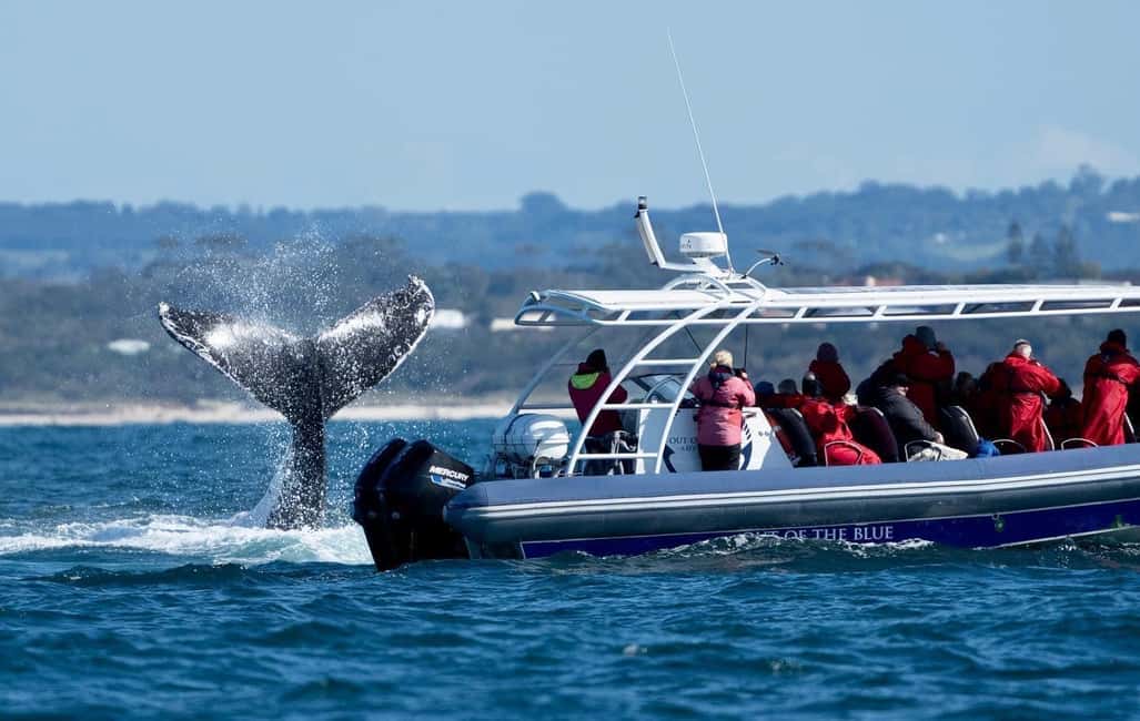 image n.9 of Byron Bay: Whale Watching Cruise with a Marine Biologist activity in New South Wales, uploaded by supplier