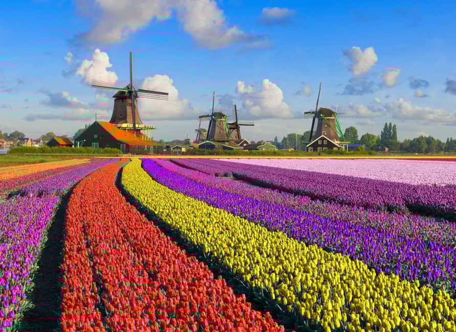 Bild Nr. 1 von Amsterdam: Zaanse Schans, Den Haag & Rotterdam Tour Aktivität in Rotterdam, hochgeladen vom Anbieter