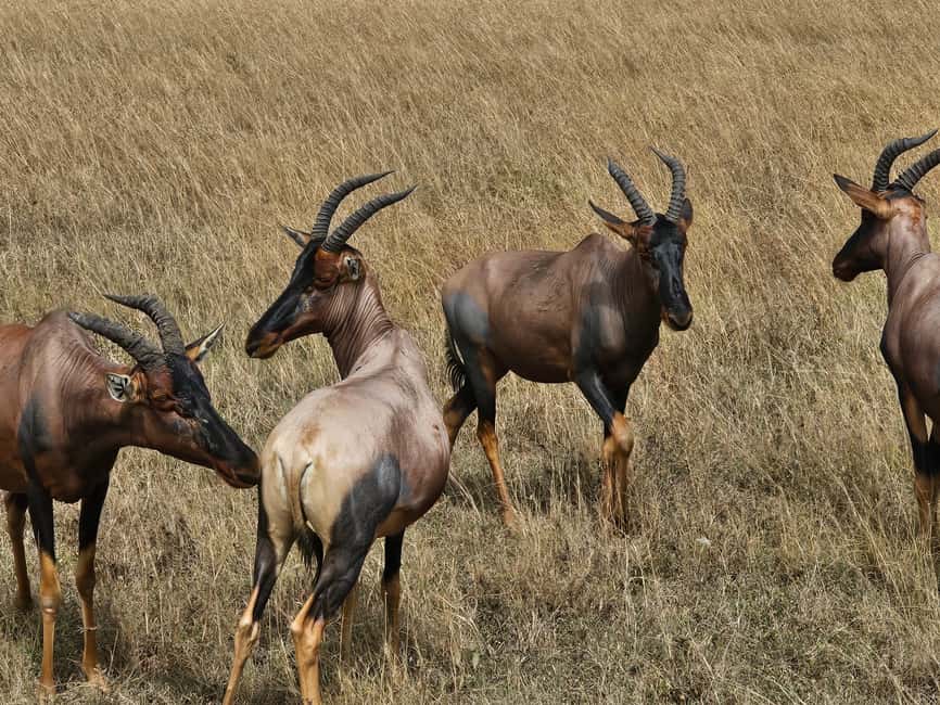 image n.16 of Mombasa: Tsavo East National Park Day Trip with Lunch activity in Coast Province, uploaded by supplier