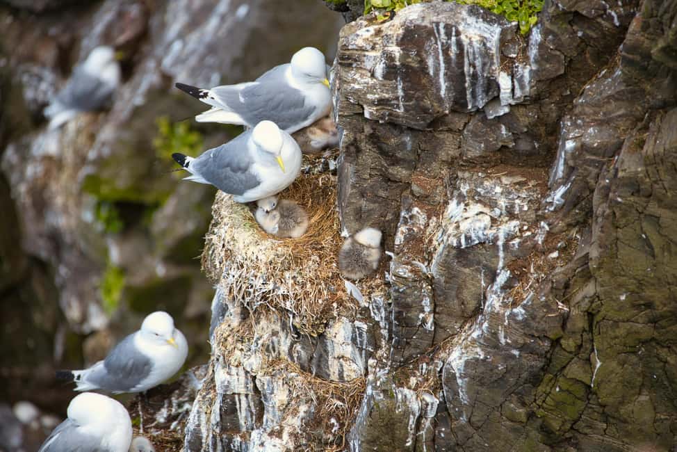 image n.7 of Stykkishólmur: Puffin and Wildlife Boat Tour activity in Stykkishólmur, uploaded by supplier