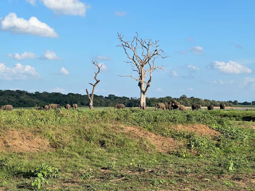 imagem n.13 de De Sigiriya: Safari em jipe 4X4 no Parque Nacional Minneriya atividade em Anuradhapura, carregada pelo fornecedor