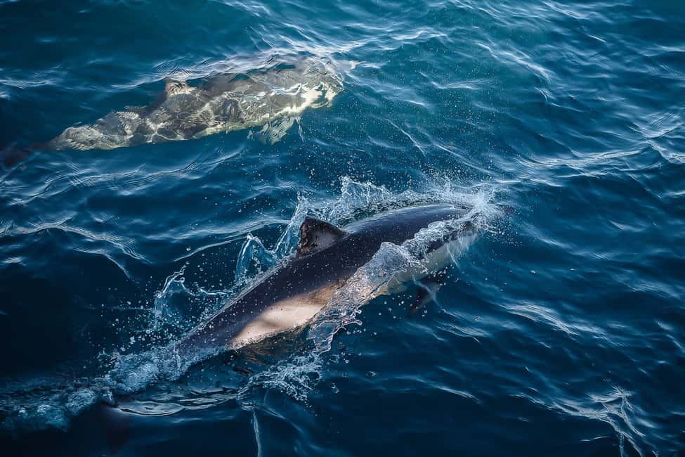 image n.7 of Sydney: Whale Watching Cruise & Wildlife Experience activity in Sydney, uploaded by supplier