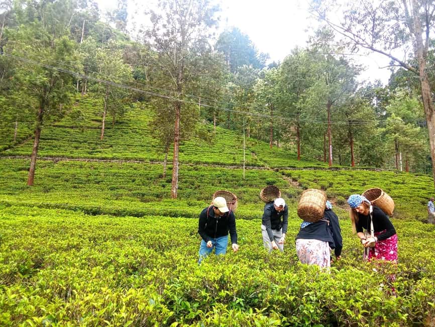 image n.25 of Nuwara Eliya Full day: 5Waterfalls, 2Tea Test & pick by TUK activity in Nuwara Eliya, uploaded by supplier