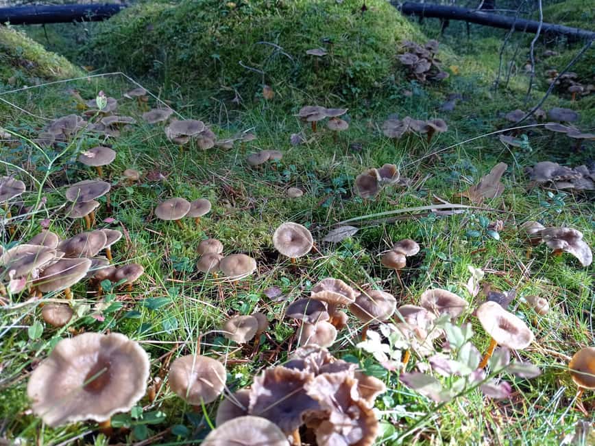 Image N°10 de Depuis Helsinki : Visite culinaire du parc national de Nuuksio activité à Helsinki, publiée par le prestataire