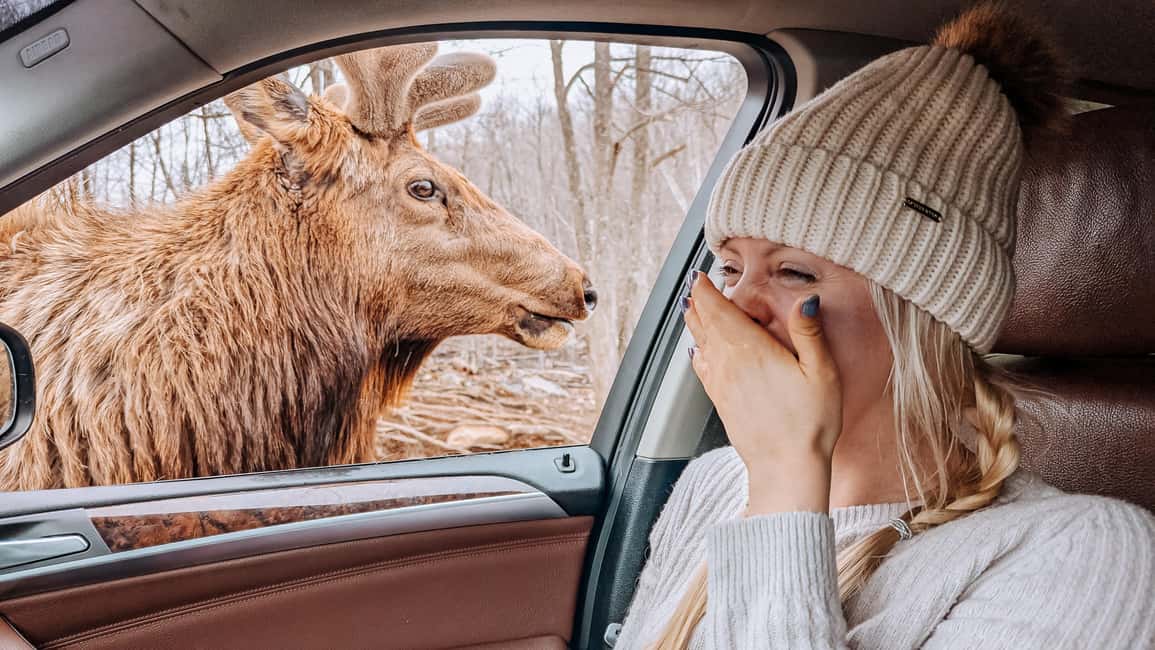 imagem n.3 de Otava: Safari privado de aventura na vida selvagem no Parc Omega atividade em Montebello, carregada pelo fornecedor