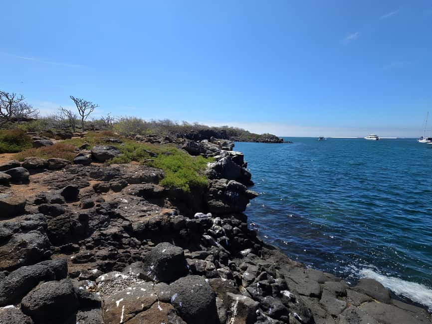 image n.5 of North Seymour Island: Full-Day Tour in Galapagos activity in Galápagos Islands, uploaded by supplier
