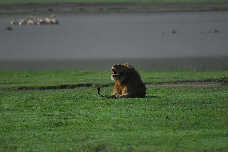 Image N°12 de Arusha : Safari en camping de plusieurs jours au Serengeti et au Ngorongoro activité à Région d'Arusha, publiée par le prestataire