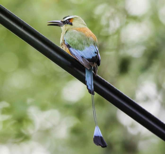image n.44 of Carara National Park: Best Tour Carara National Park-One Day activity in Puntarenas Province, uploaded by supplier