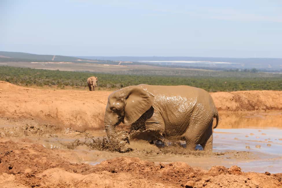 image n.10 of Addo Elephant National Park Game Drive Day Tour With Lunch activity in Eastern Cape, uploaded by supplier