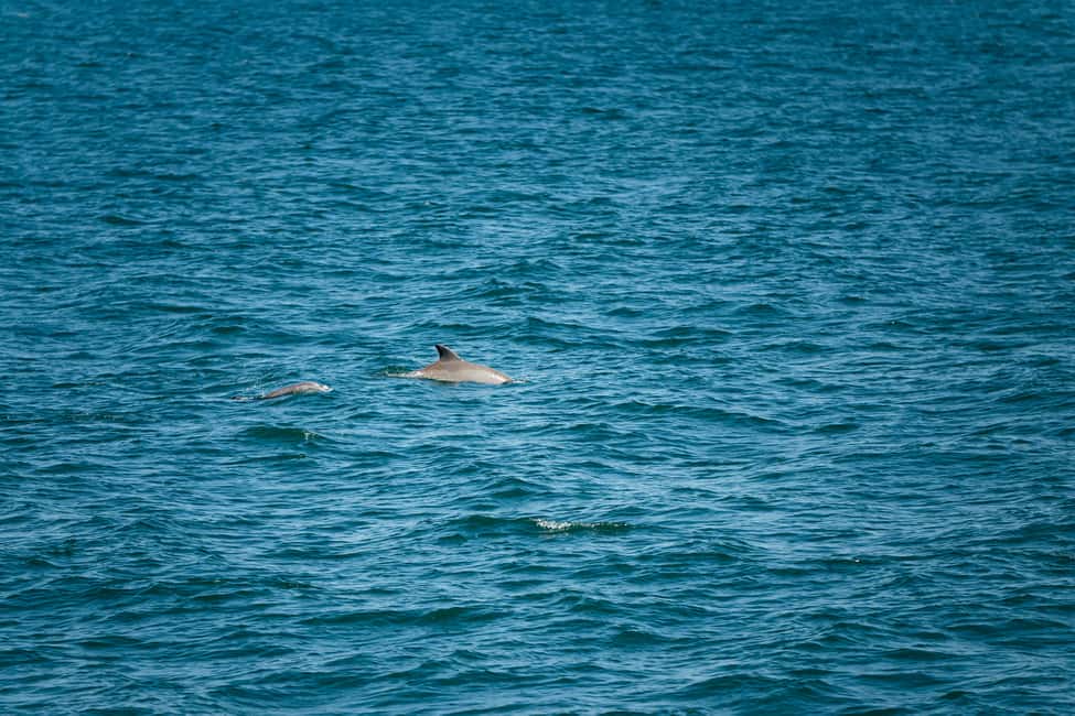 imagen n.º 15 de Cape May: tour de avistamiento de ballenas y delfines en la costa de Jersey actividad en Cape May, subida por el proveedor