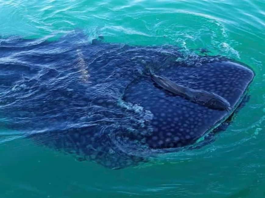 image n.17 of From La Paz: Swim with Sea Lions & Espíritu Santo Boat Tour activity in Baja California Sur, uploaded by supplier