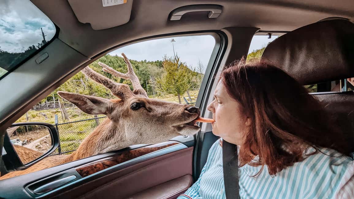imagem n.17 de Otava: Safari privado de aventura na vida selvagem no Parc Omega atividade em Montebello, carregada pelo fornecedor
