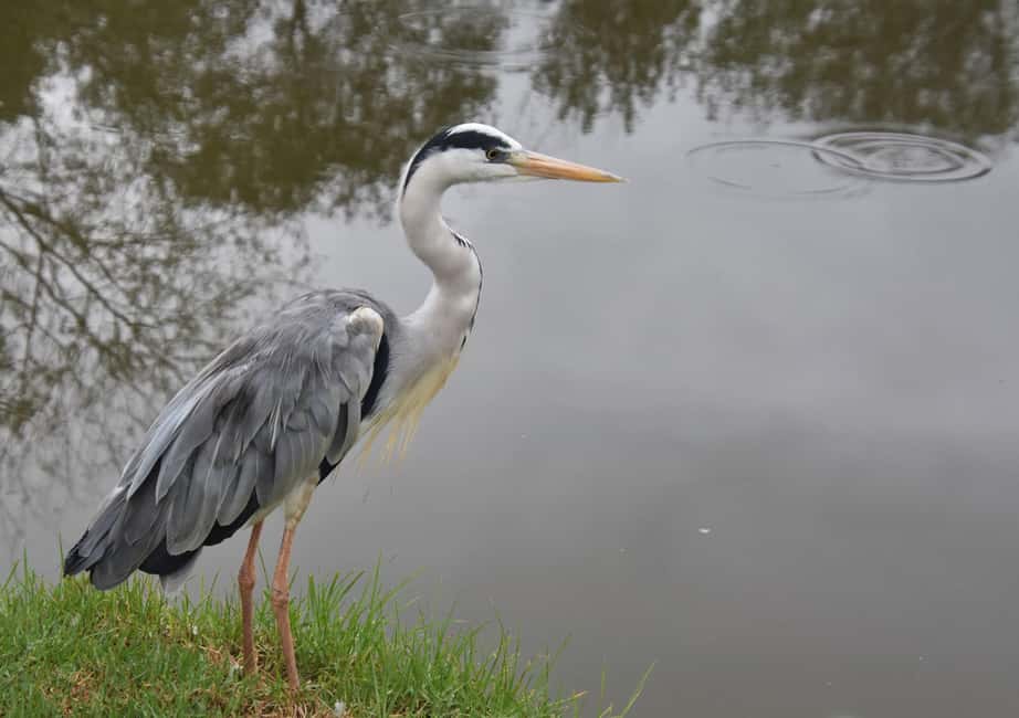 image n.11 of Plettenberg Bay: Wild Cat and Wildlife Guided Tour activity in Plettenberg Bay, uploaded by supplier