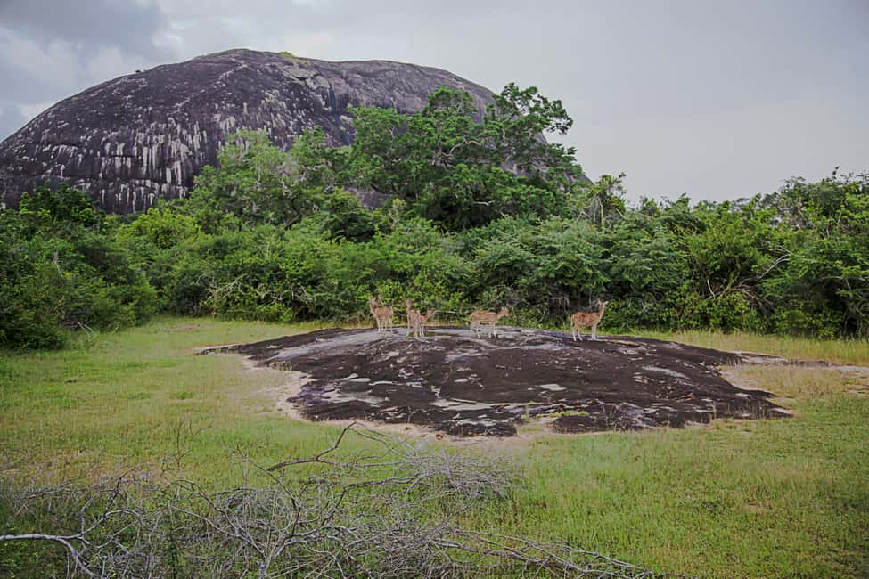 image n.17 of Hikkaduwa: Yala & Udawalawe Safari Day Trip with Picnic activity in Hambantota, uploaded by supplier