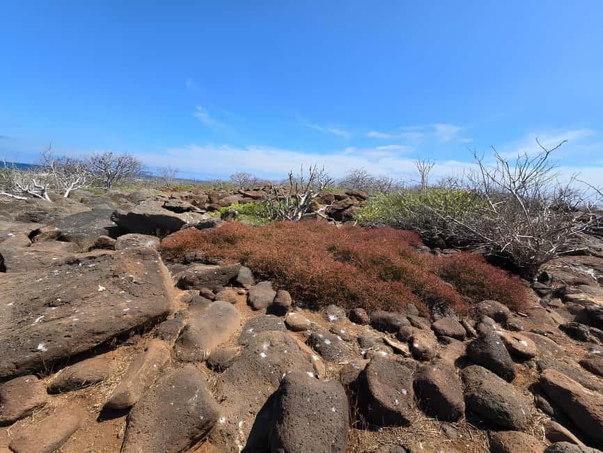 image n.4 of North Seymour Island: Full-Day Tour in Galapagos activity in Galápagos Islands, uploaded by supplier
