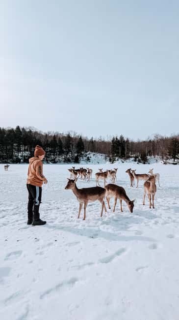 imagem n.24 de Otava: Safari privado de aventura na vida selvagem no Parc Omega atividade em Montebello, carregada pelo fornecedor