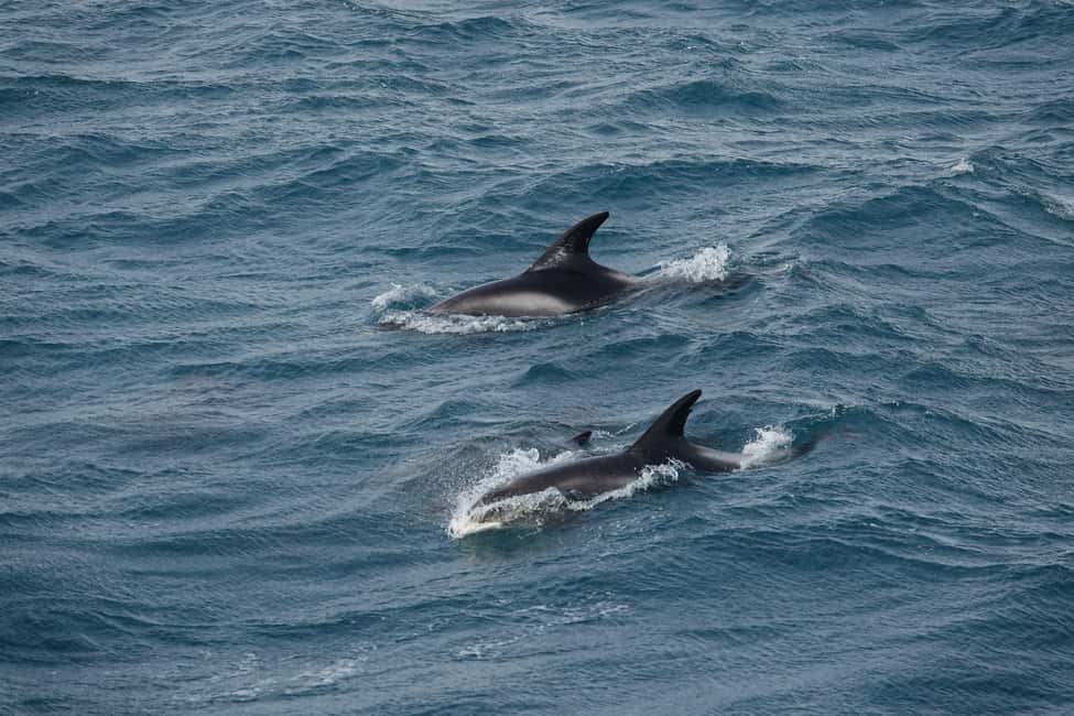 imagen n.º 16 de Reikiavik: Crucero de avistamiento de ballenas y vida marina actividad en Vesturland, subida por el proveedor