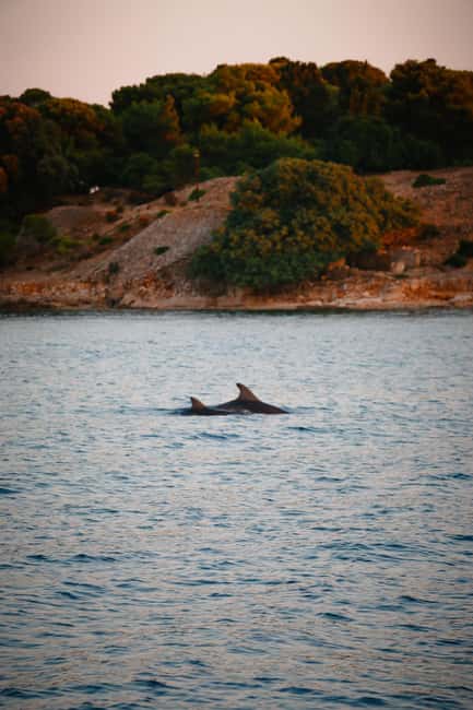 Bild Nr. 6 von Fazana: Delphin/Sonnenuntergang Tour Aktivität in Pula, Kroatien, hochgeladen vom Anbieter