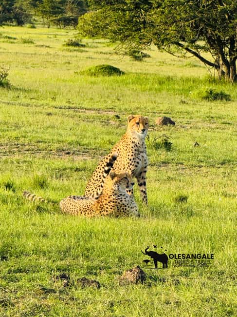 image n.109 of From Nairobi to Masai Mara Reserve & Village visit Day trip activity in Central Kenya, uploaded by supplier