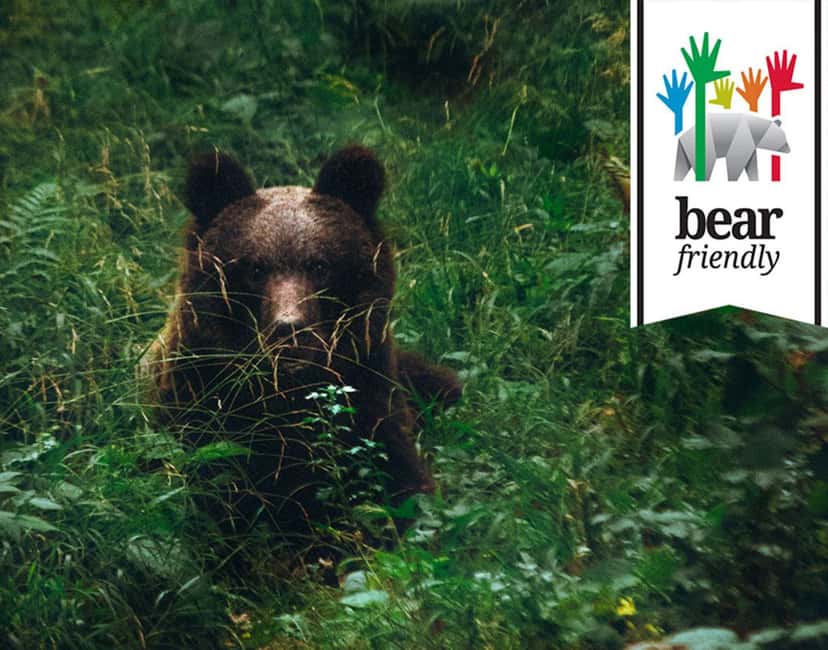 Bild Nr. 1 von Postojna: Bärenbeobachtungstour mit Ranger und ortskundigem Guide Aktivität in Postojna, hochgeladen vom Anbieter