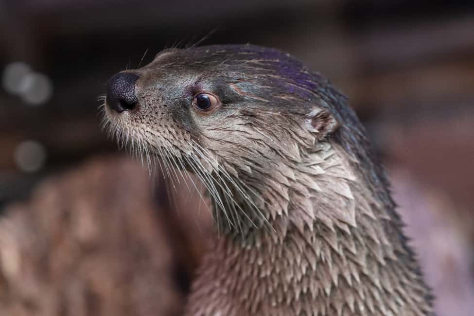 image n.7 of Clearwater: Eco-Certified Marine Aquarium General Admission activity in Clearwater, uploaded by supplier