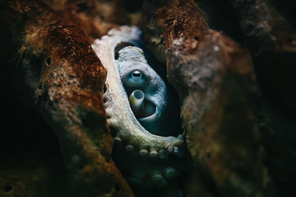 Bild Nr. 9 von Gebiet Heraklion: CRETAquarium Eintrittskarte Aktivität in Heraklion, hochgeladen vom Anbieter