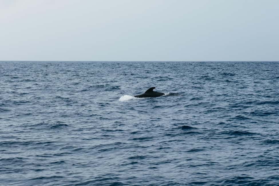image n.14 of Costa Adeje: Whale & Dolphin Eco-Cruise with Snacks & Drinks activity in Costa Adeje, uploaded by supplier