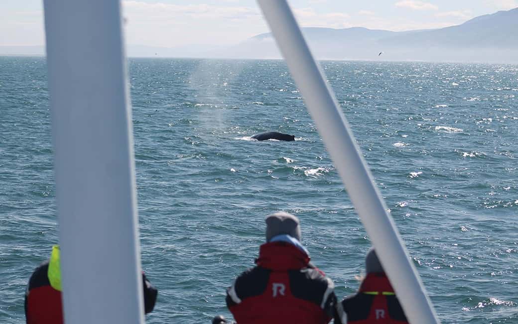 imagen n.º 5 de Húsavík: Excursión familiar y guiada de avistamiento de ballenas actividad en Norðurland Eystra, subida por el proveedor
