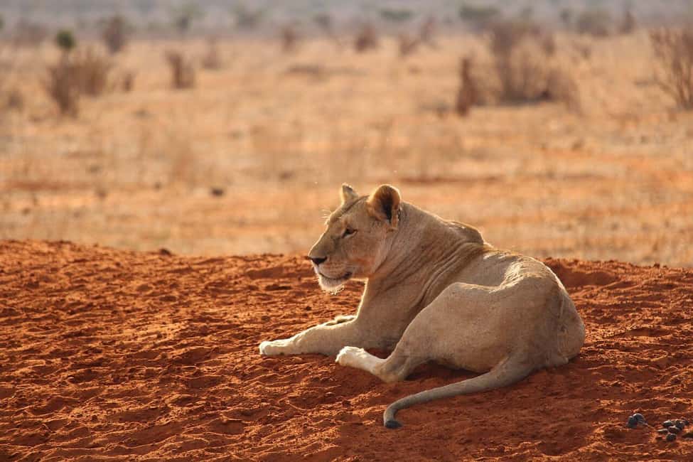 image n.78 of 2-Days Wildlife Safari to Tsavo East & Tsavo West Park activity in Coast Province, uploaded by supplier