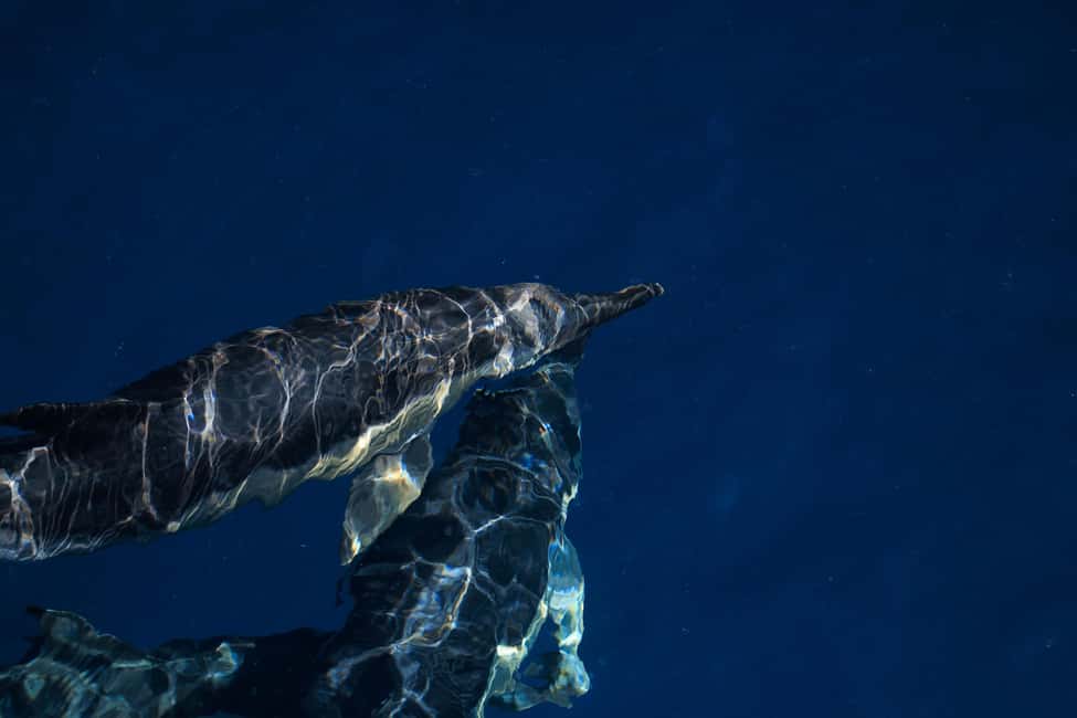 image n.13 of Vilamoura: Boat Tour Dolphin Quest activity in Vilamoura, uploaded by supplier