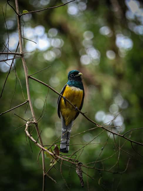 image n.3 of La Fortuna: Hanging Bridges Guided Tour at Mistico Park activity in La Fortuna, uploaded by supplier