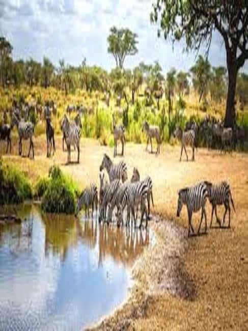image n.3 of Perfect 2-Day Tanzania Safari: Tarangire & Ngorongoro Tour activity in Arusha (Region), uploaded by supplier