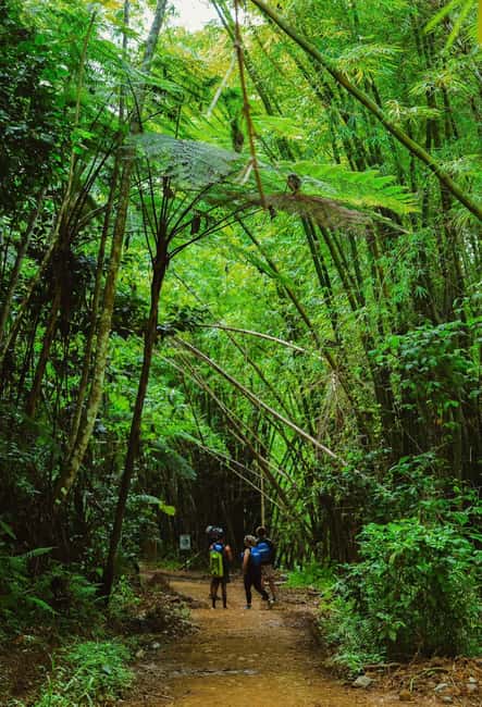 billede nr.26 af aktiviteten Fajardo: Vandring i El Yunque-regnskoven og vandrutschebaneeventyr i Río Grande, Puerto Rico, uploadet af udbyder