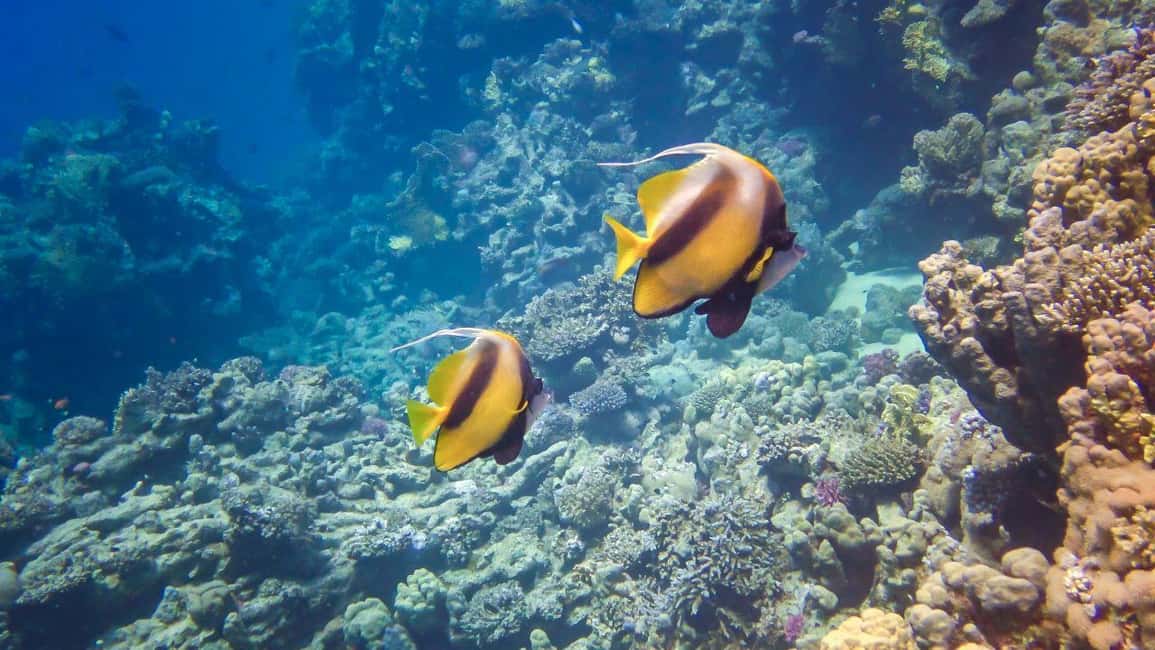 image n.7 of Hurghada: Speedboat Dolphin Watching & Snorkeling with Lunch activity in Red Sea Governorate, uploaded by supplier