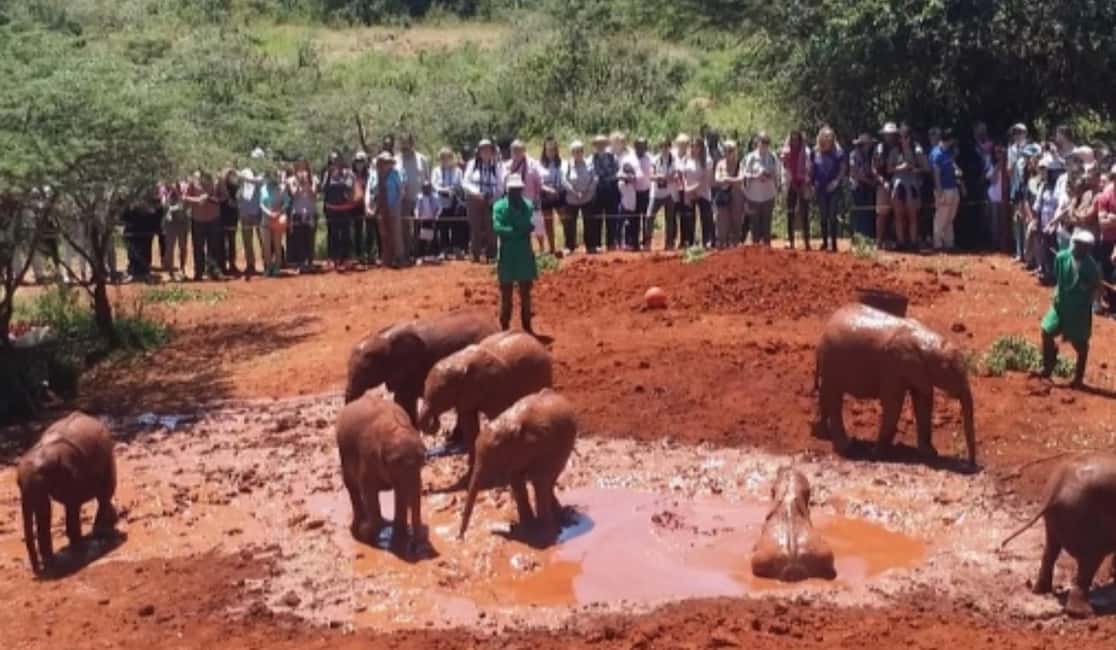image n.15 of Nairobi National Park, Elephant Orphanage & Giraffe Centre activity in Nairobi, uploaded by supplier