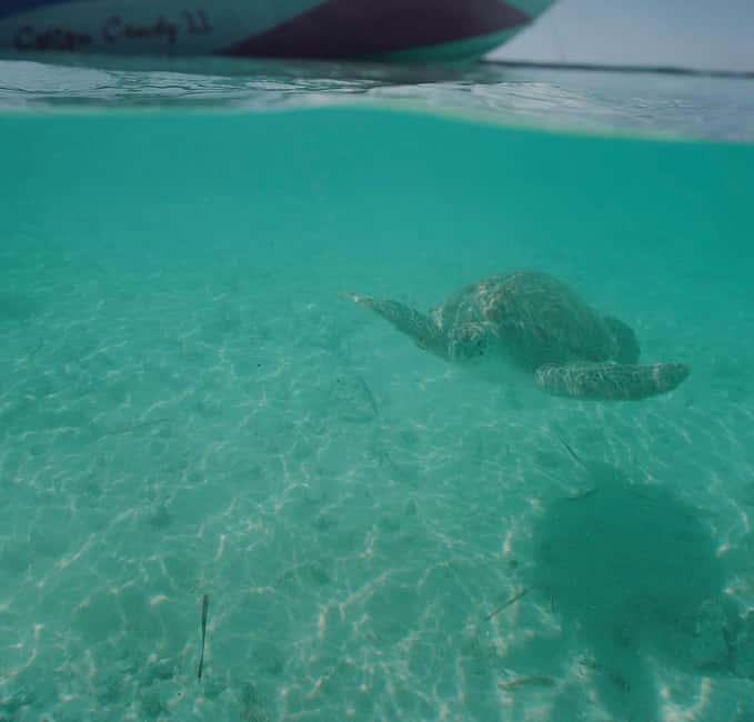 Image N°65 de Nassau : Plongée en apnée dans les récifs, tortues, déjeuner et club de plage privé activité à Bahamas, publiée par le prestataire