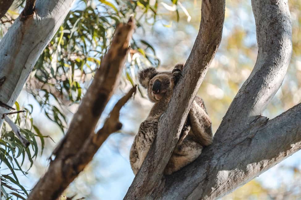 image n.14 of Brisbane: Stradbroke Island Tour - Beaches, Wildlife & Vibes activity in Brisbane, uploaded by supplier