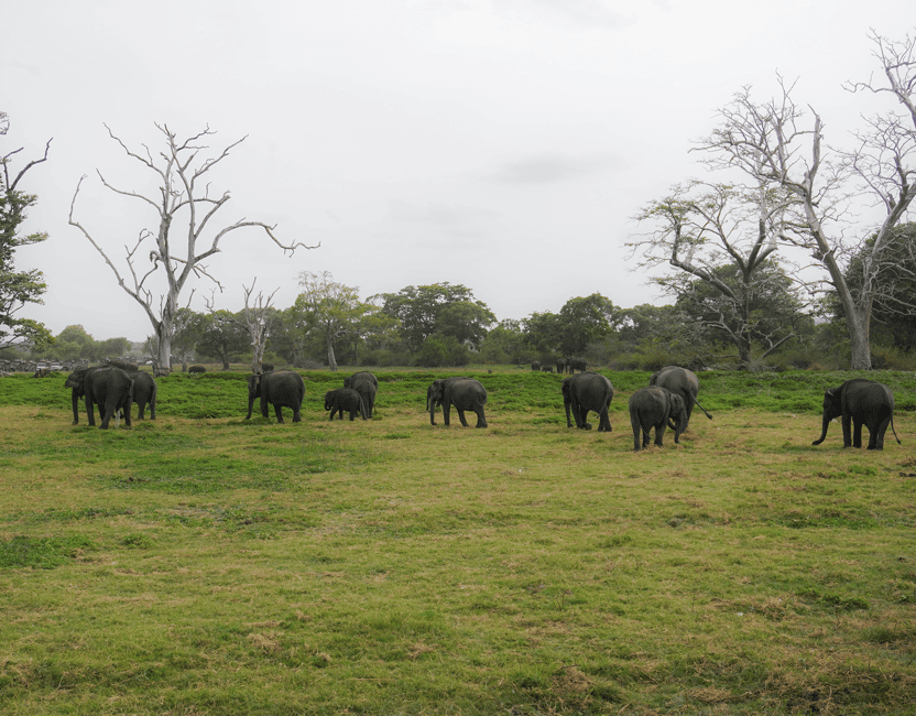 image n.18 of Kaudulla National Park Half Day Sri Lanka Jeep Safari activity in North Central Province, uploaded by supplier