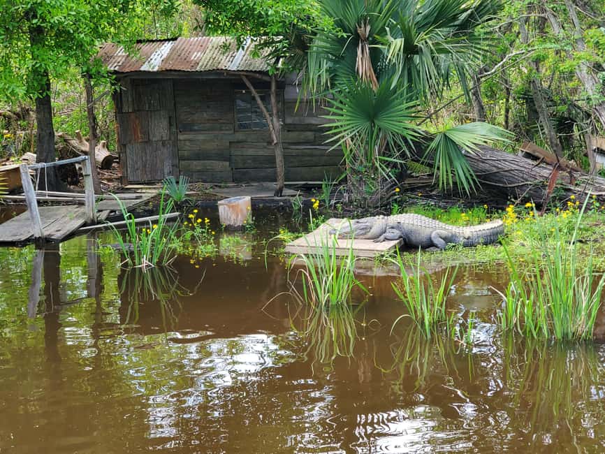 Immagine nº 6 di New Orleans: Oak Alley Plantation -N- Swamp Tour di un giorno intero attività a Vacherie, Louisiana, caricata dal fornitore