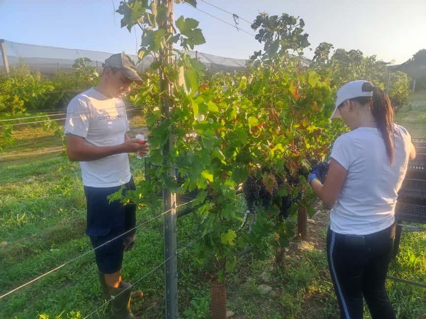 Immagine nº 6 di Il tour completo dell'Amarone: 2 cantine, pranzo e approfondimento sull'Amarone attività a Verona, caricata dal fornitore