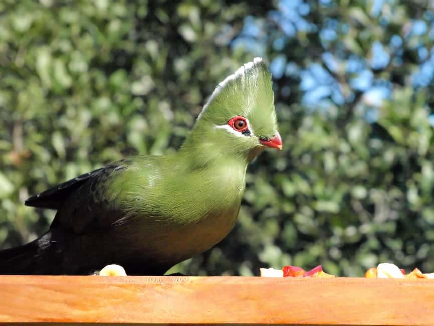 image n.12 of 3 Day Garden Route All-inclusive Private Tour from Cape Town activity in Oudtshoorn, uploaded by supplier