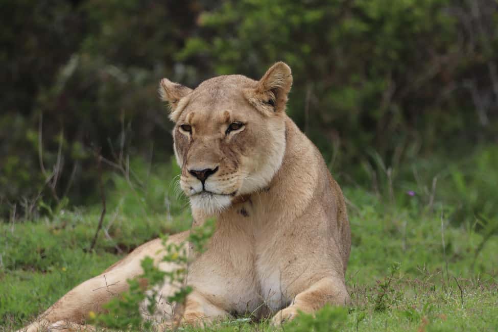 image n.7 of Full-Day Addo Park & Schotia Game Reserve (Open 4x4 vehicle) activity in Eastern Cape, uploaded by supplier