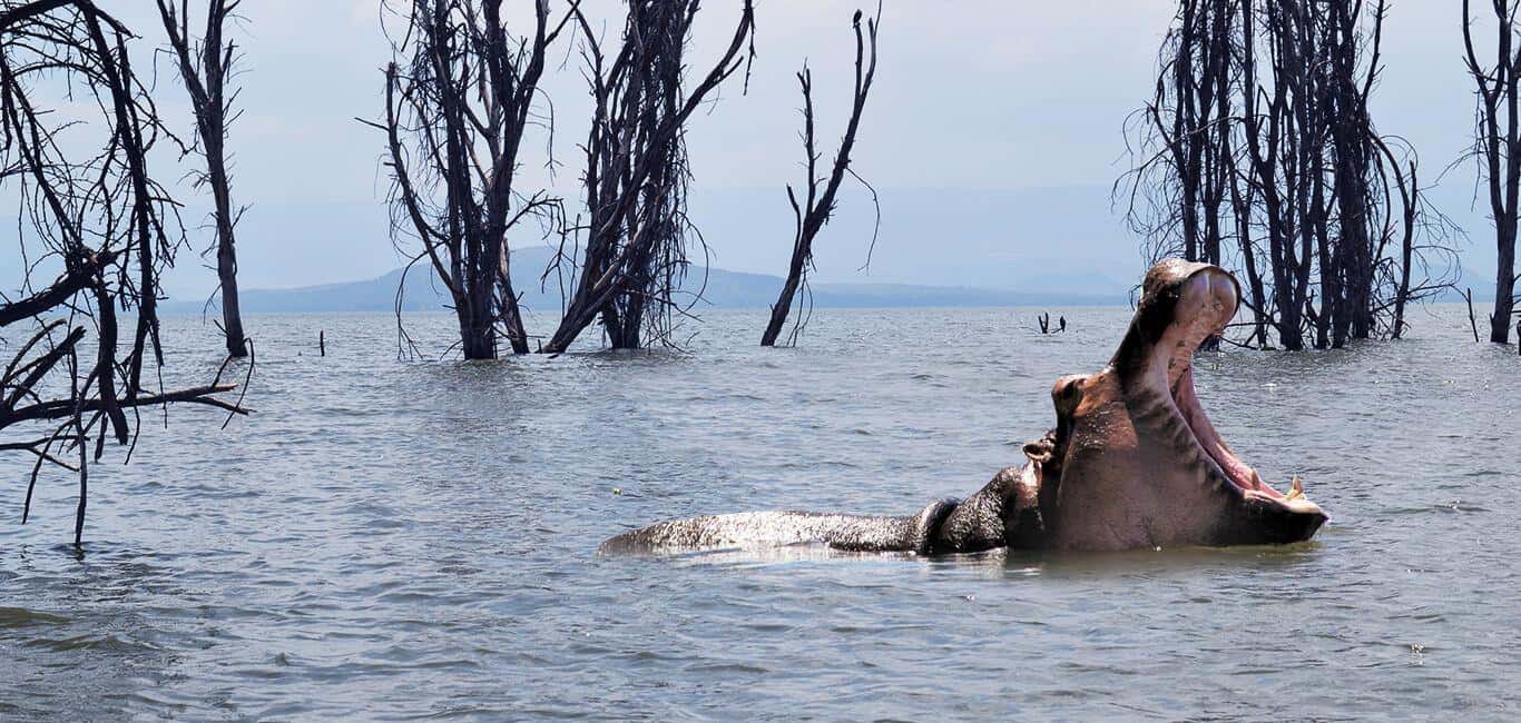 image n.1 of From Nairobi:Full Day Tour to Hell’s Gate National Park activity in Nakuru, uploaded by supplier