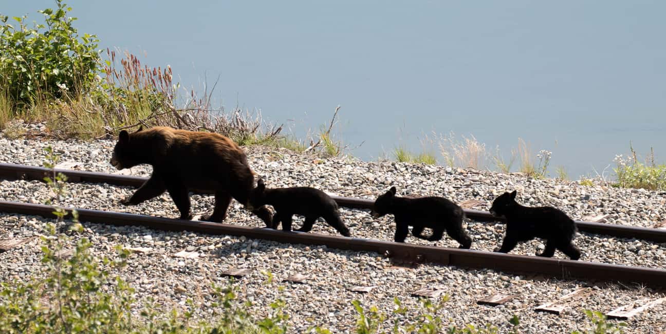 image n.8 of Skagway: Yukon, White Pass, & Husky Sled Camp Combo Tour activity in Skagway, uploaded by supplier