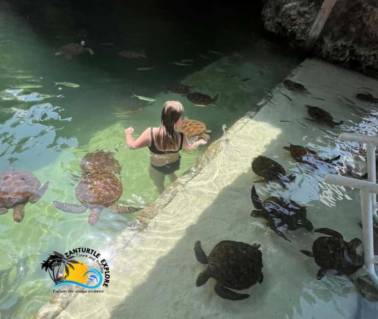 image n.13 of Nungwi: Swimming with Turtles at The Lagoons Zanzibar activity in Zanzibar City, uploaded by supplier