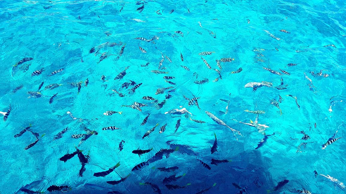 image n.10 of Tropical Trio Escape: Coco, Félicité & La Digue Island. activity in Mahé, uploaded by supplier