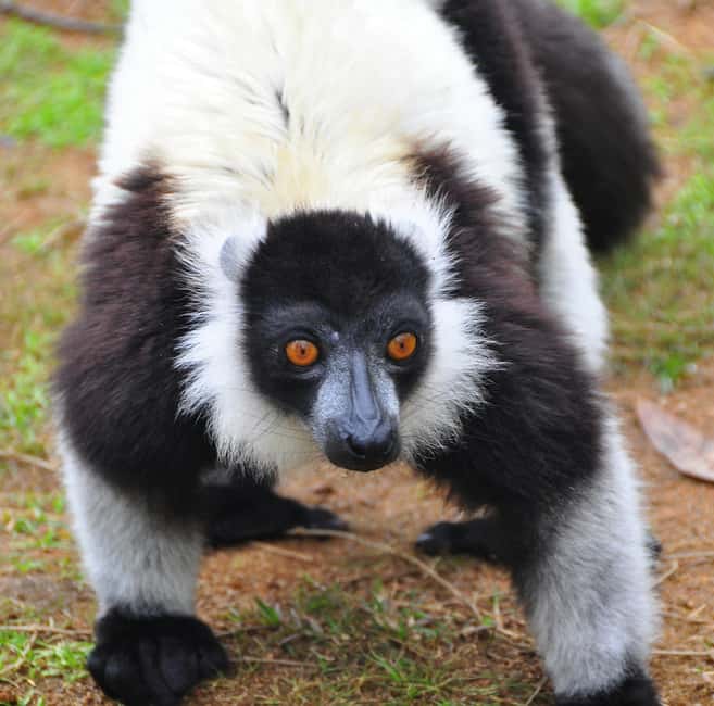 Bild Nr. 8 von Tagestour auf der Insel Nosy Be Aktivität in Nosy Be, hochgeladen vom Anbieter