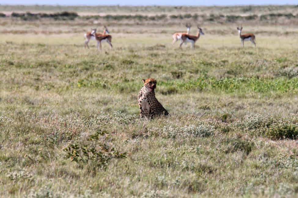 image n.24 of Etosha National Park: Full or Half-Day Game Drive activity in Oshikoto Region, uploaded by supplier