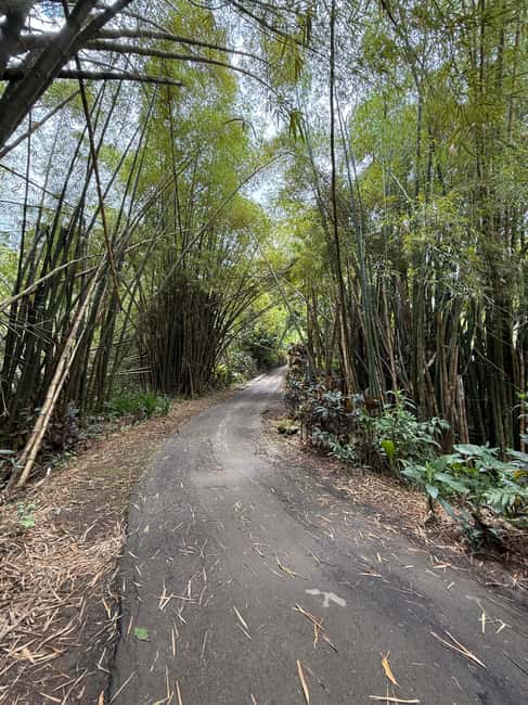 image n.10 of San Juan: El Yunque Half-Day Guided Tour with Transportation activity in Río Grande, Puerto Rico, uploaded by supplier