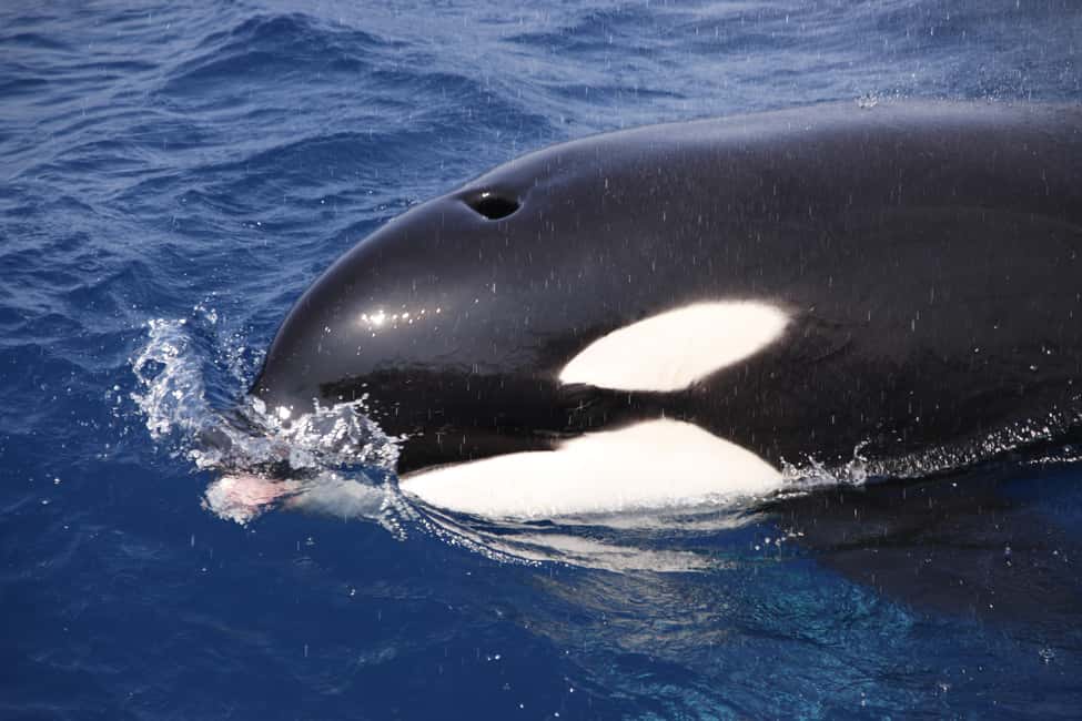 image n.17 of Tarifa: Orca, Whale and Dolphin Watching Boat Experience activity in Gibraltar, uploaded by supplier